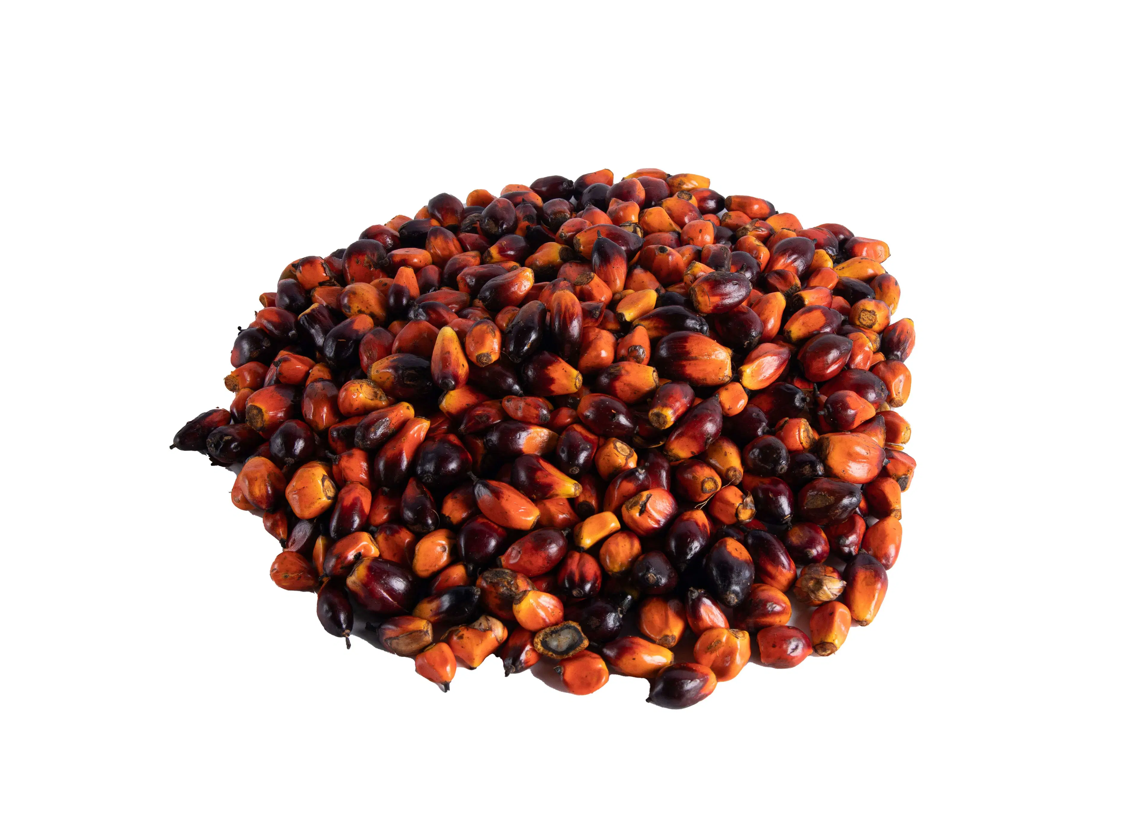 Palm fruit