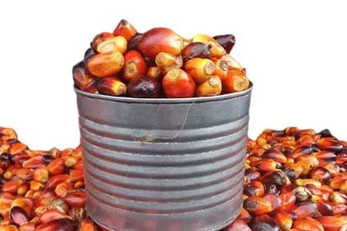Palm fruit