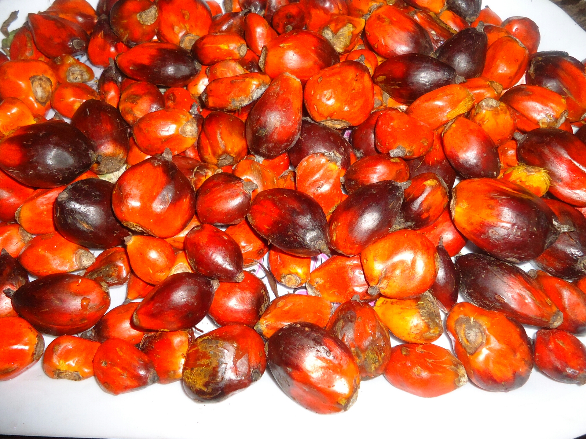 Palm fruit